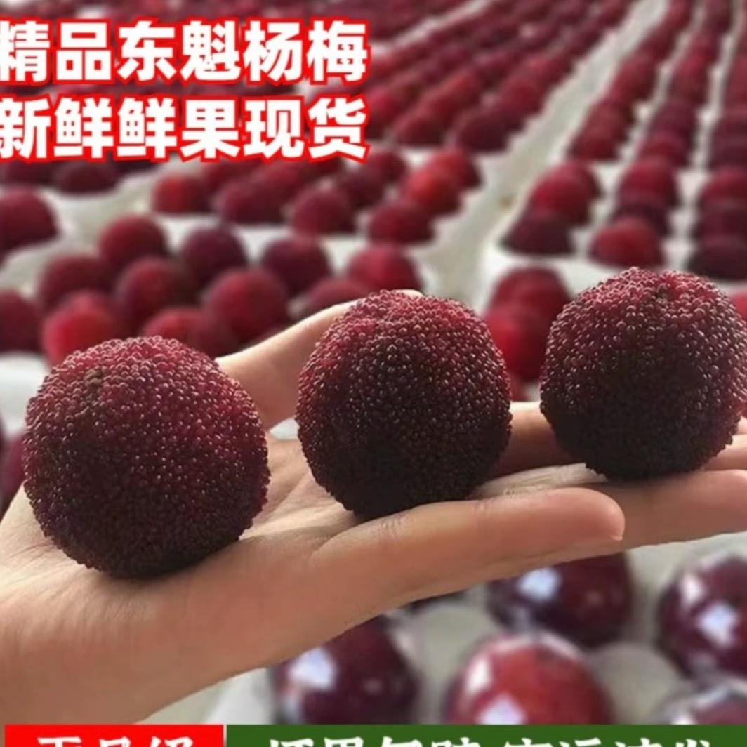 靖州杨梅 梅烦恼