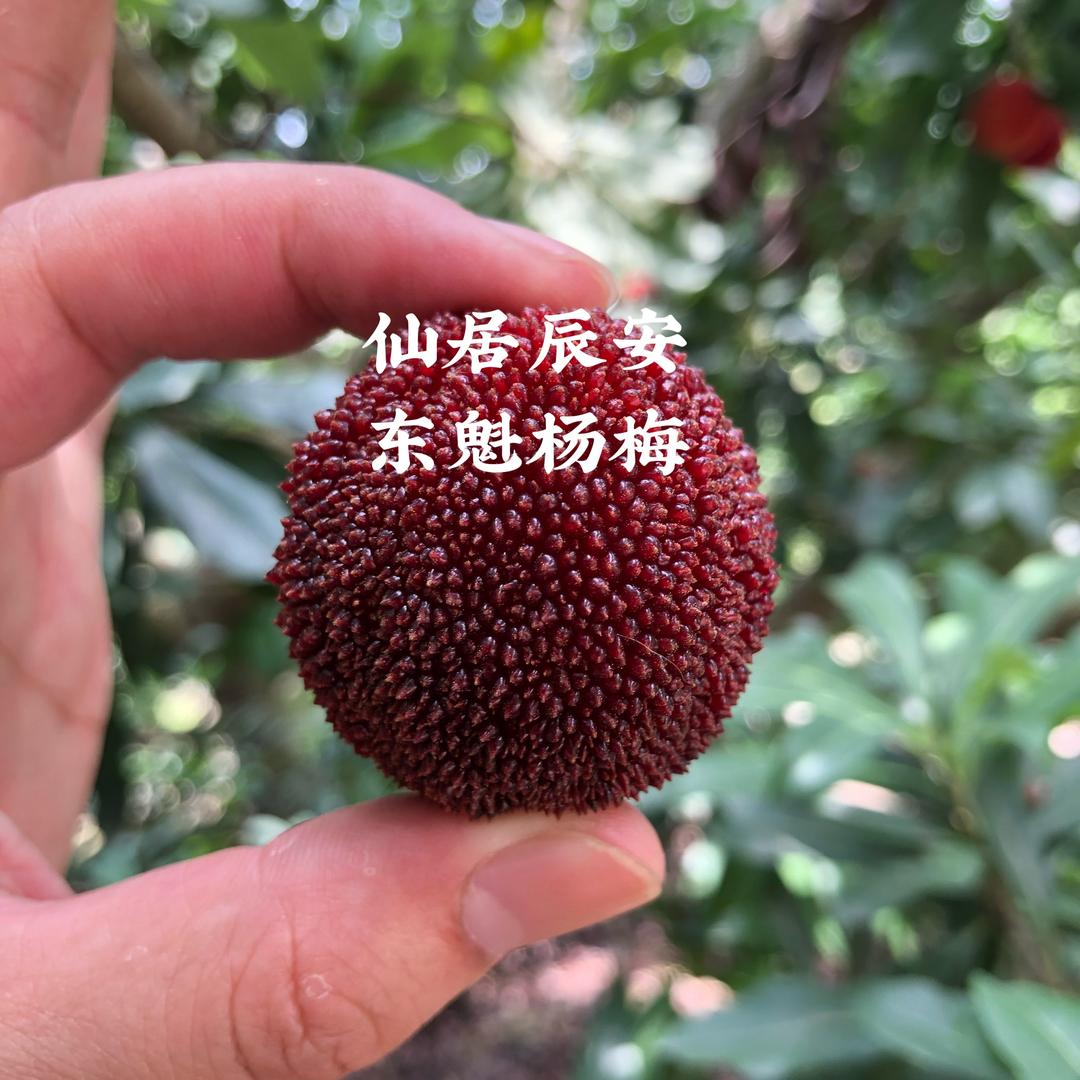 仙居辰安东魁杨梅