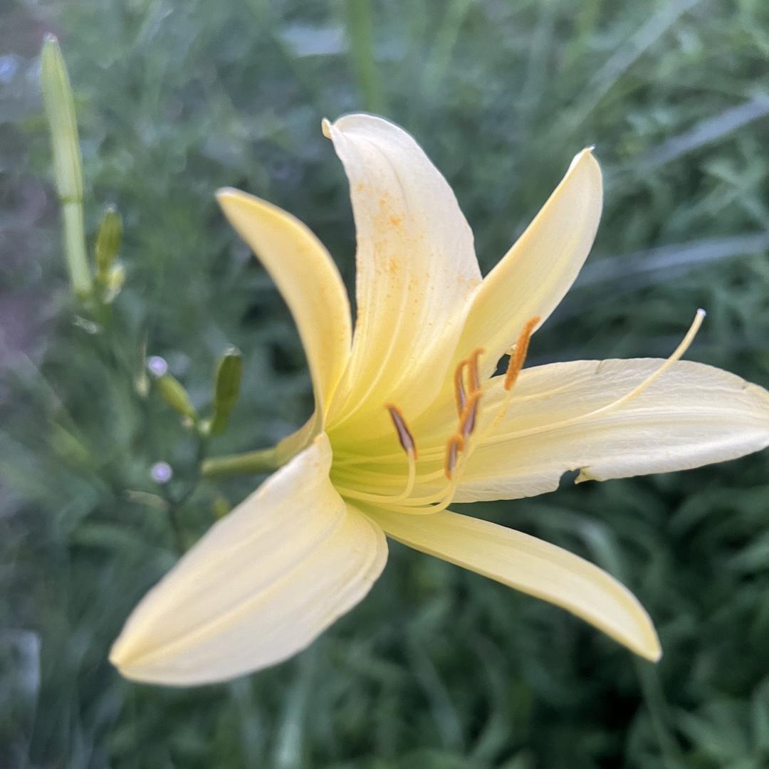 次第开花