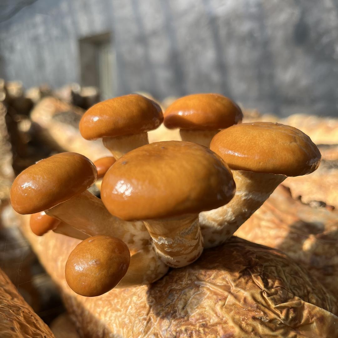 曼旗菇鲜农产品店