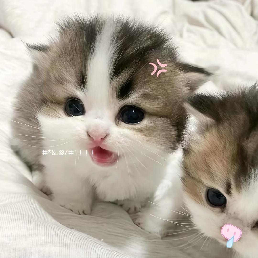 bu co co