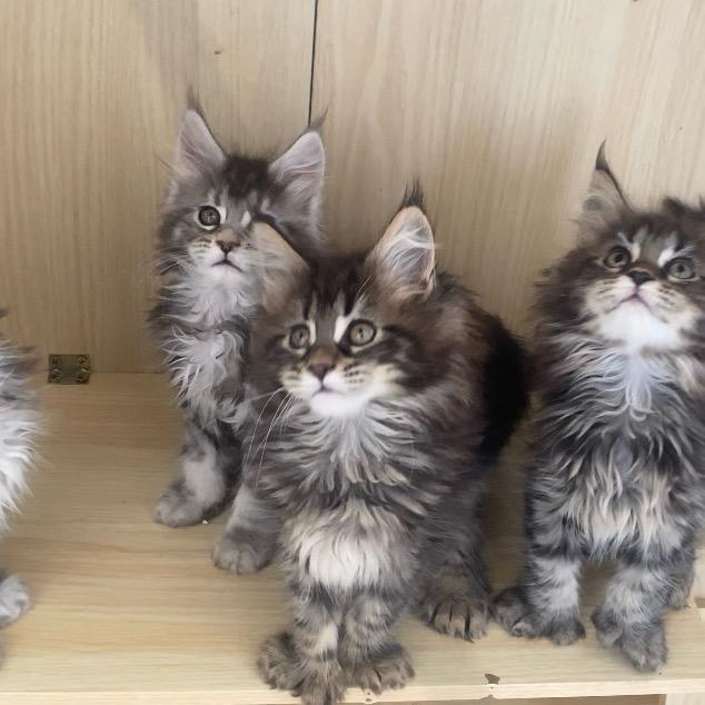 lucky缅因猫