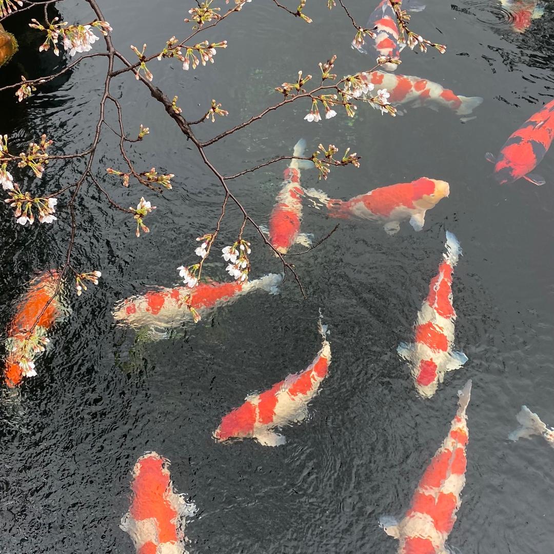 迈成·千钻庭院轻体鱼池