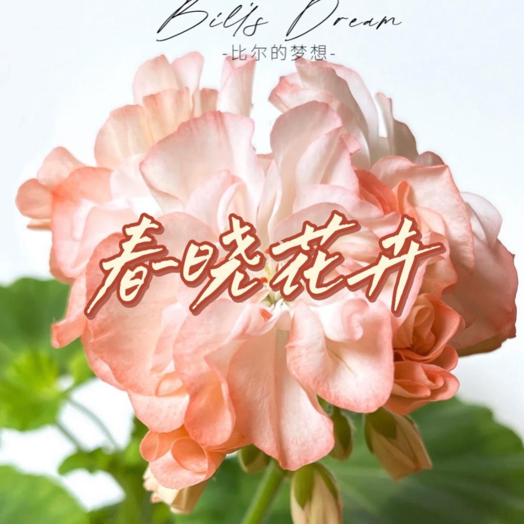 花魁小皓花卉园艺