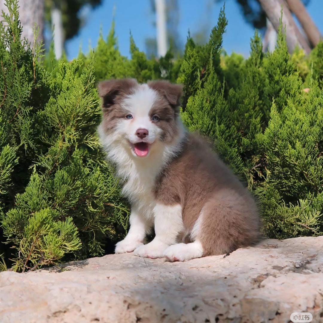 边牧幼犬