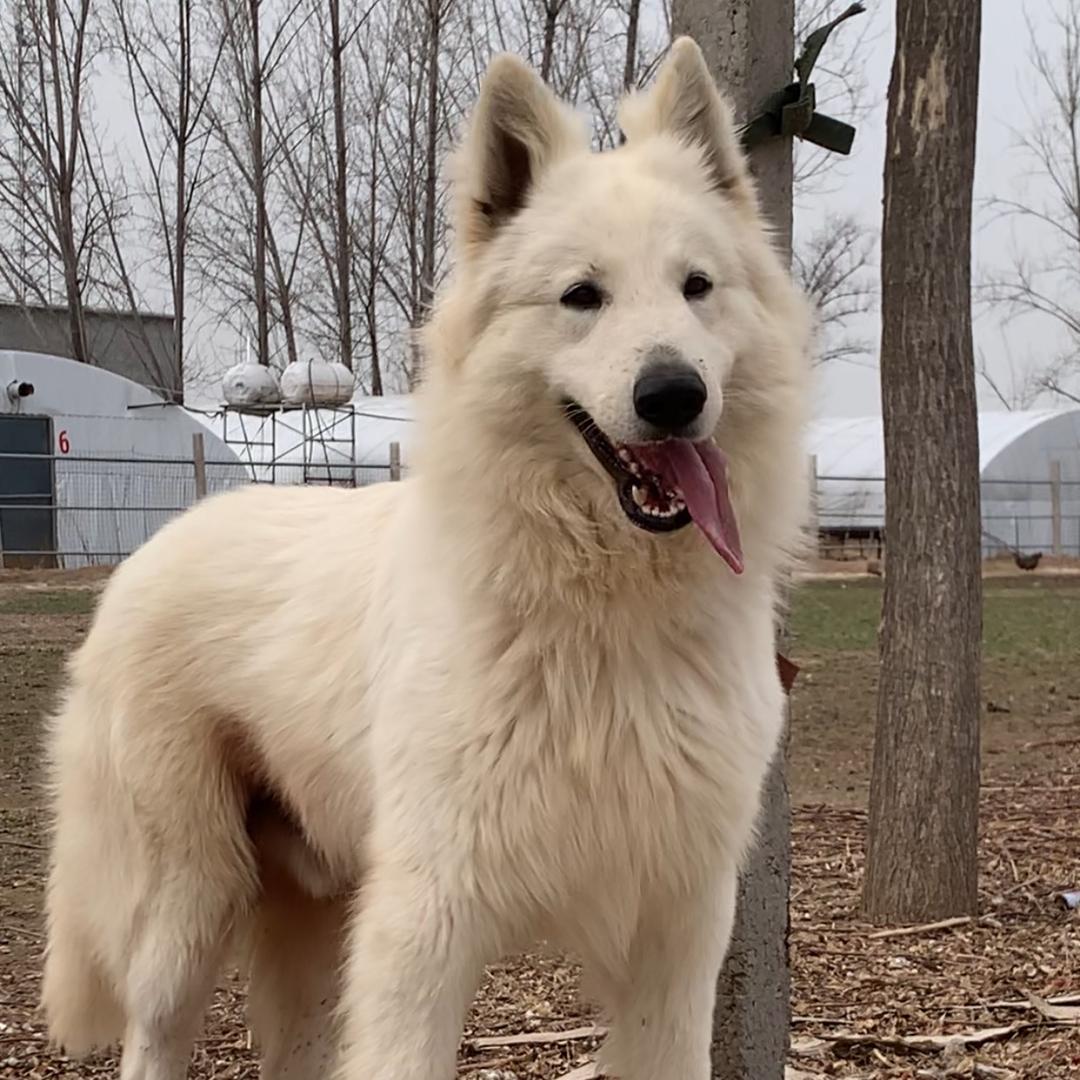 小张萌宠瑞士牧羊犬
