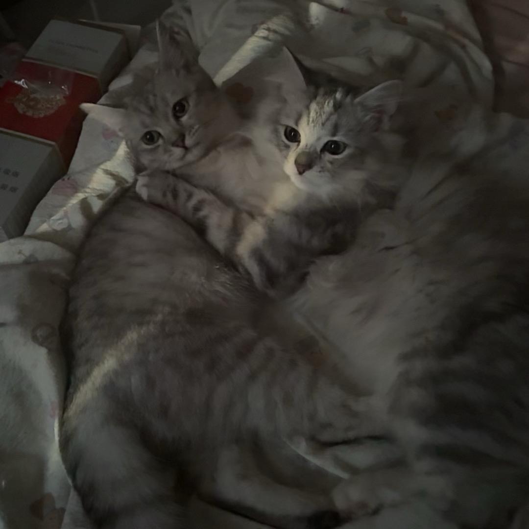 璐璐猪