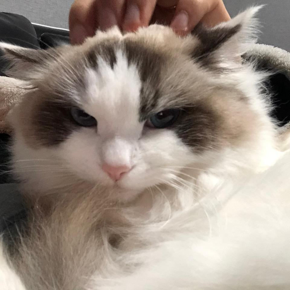Akabeila直播运营笔记