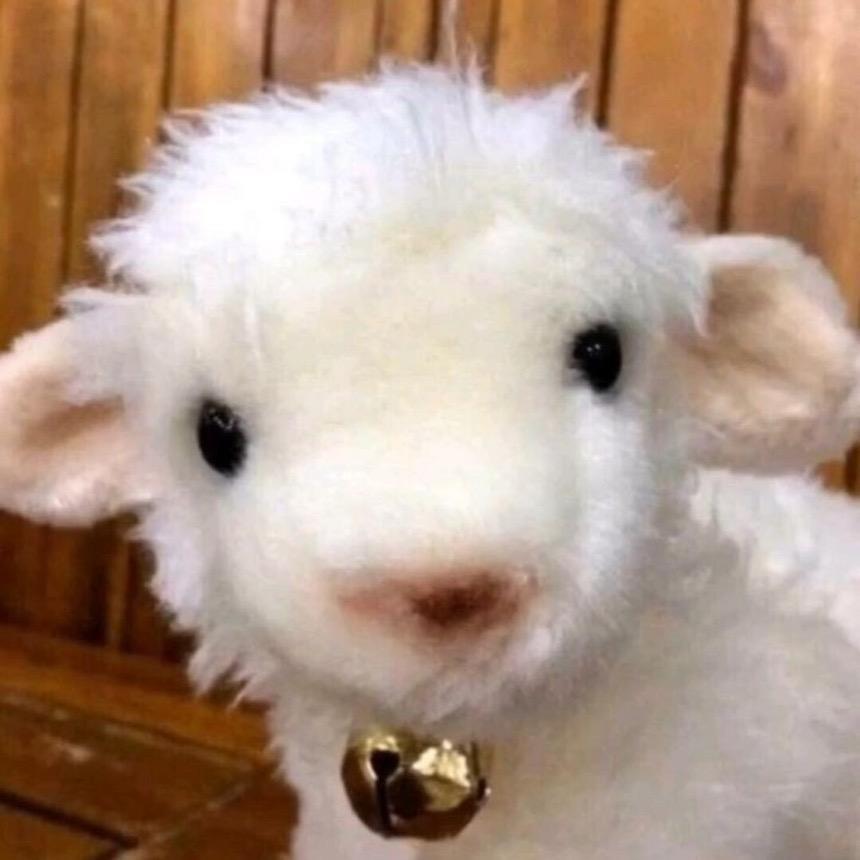 小双🐹