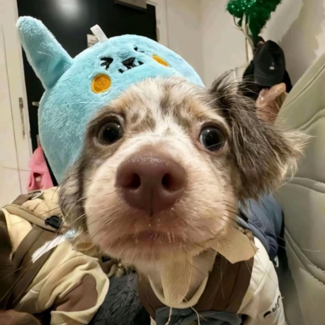 王多余🐟.