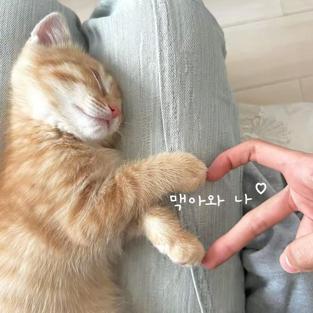 冰糖葫芦吖