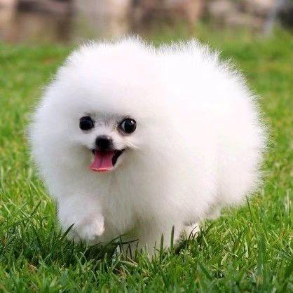 🌟博美🌟接缘❤️