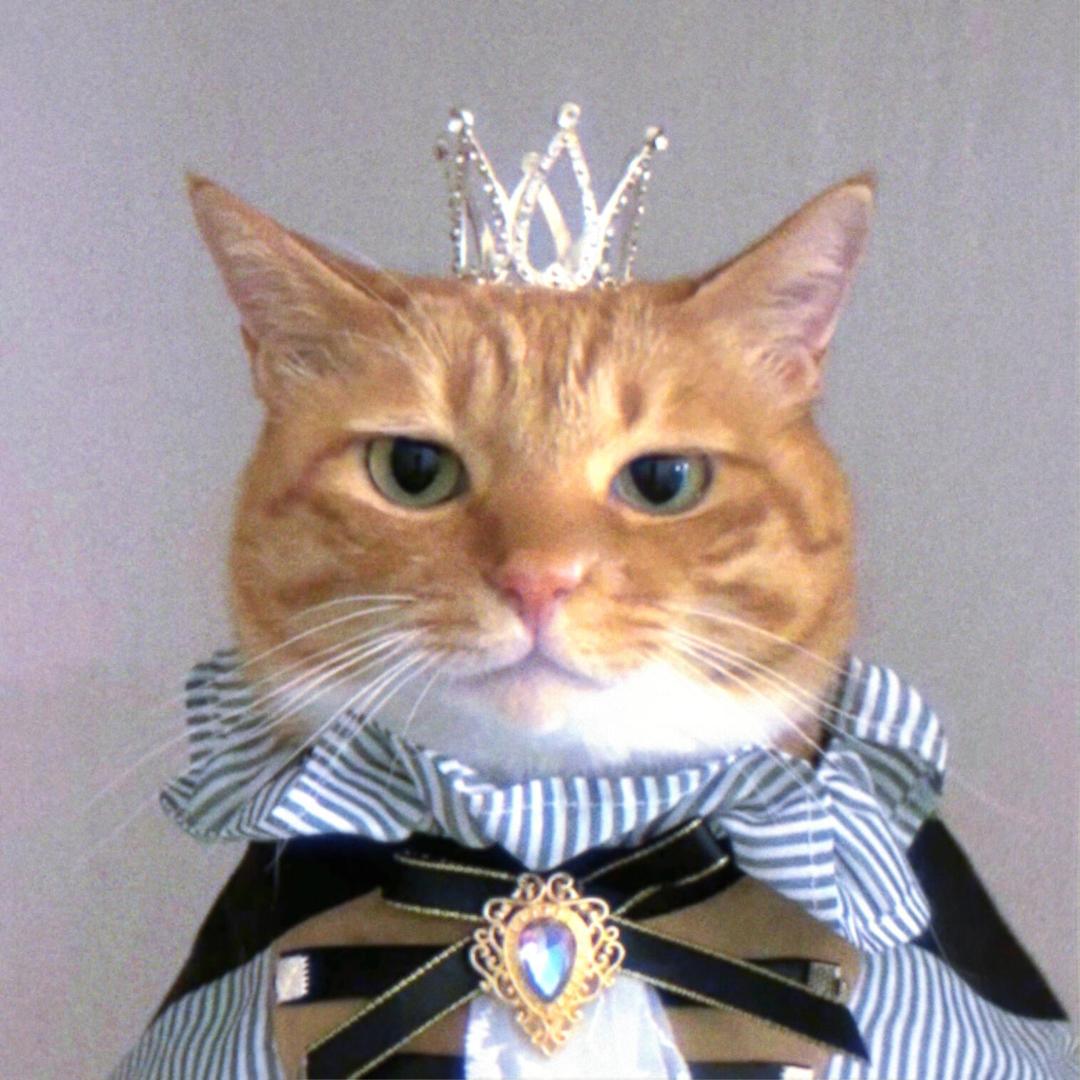 毛毛橘猫