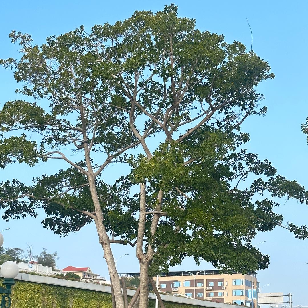 花开富贵吉祥💕