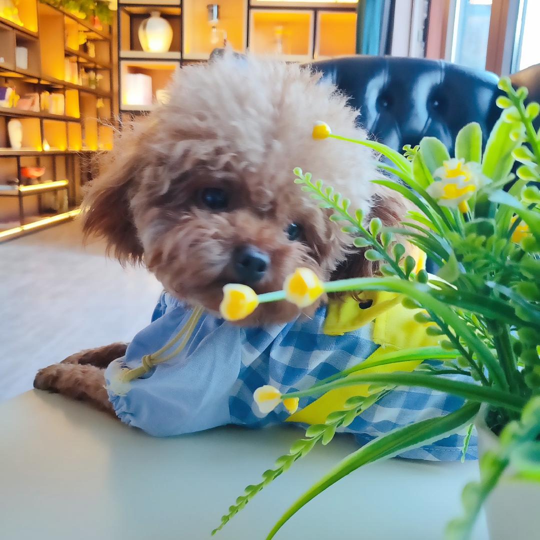 布丁家宠物俱乐部