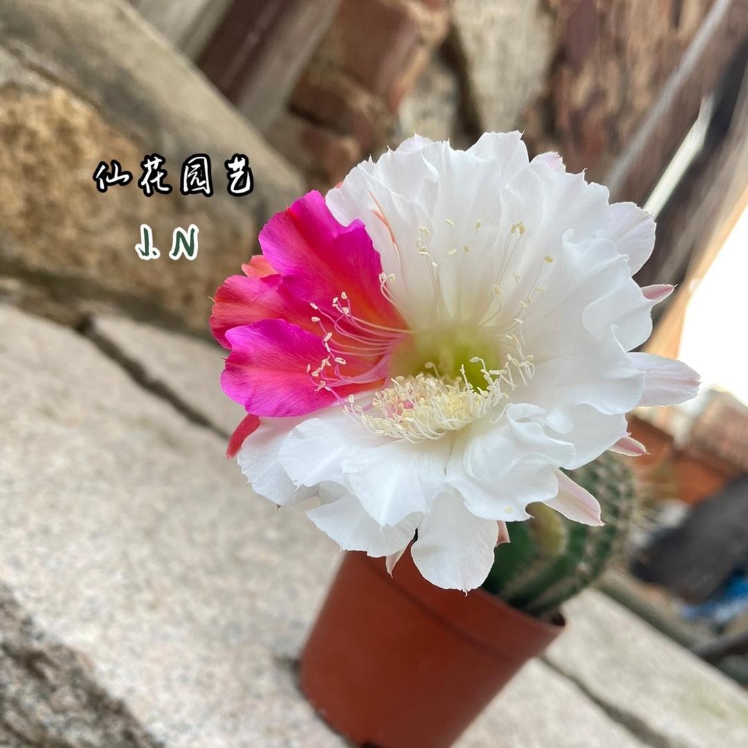 仙花园艺
