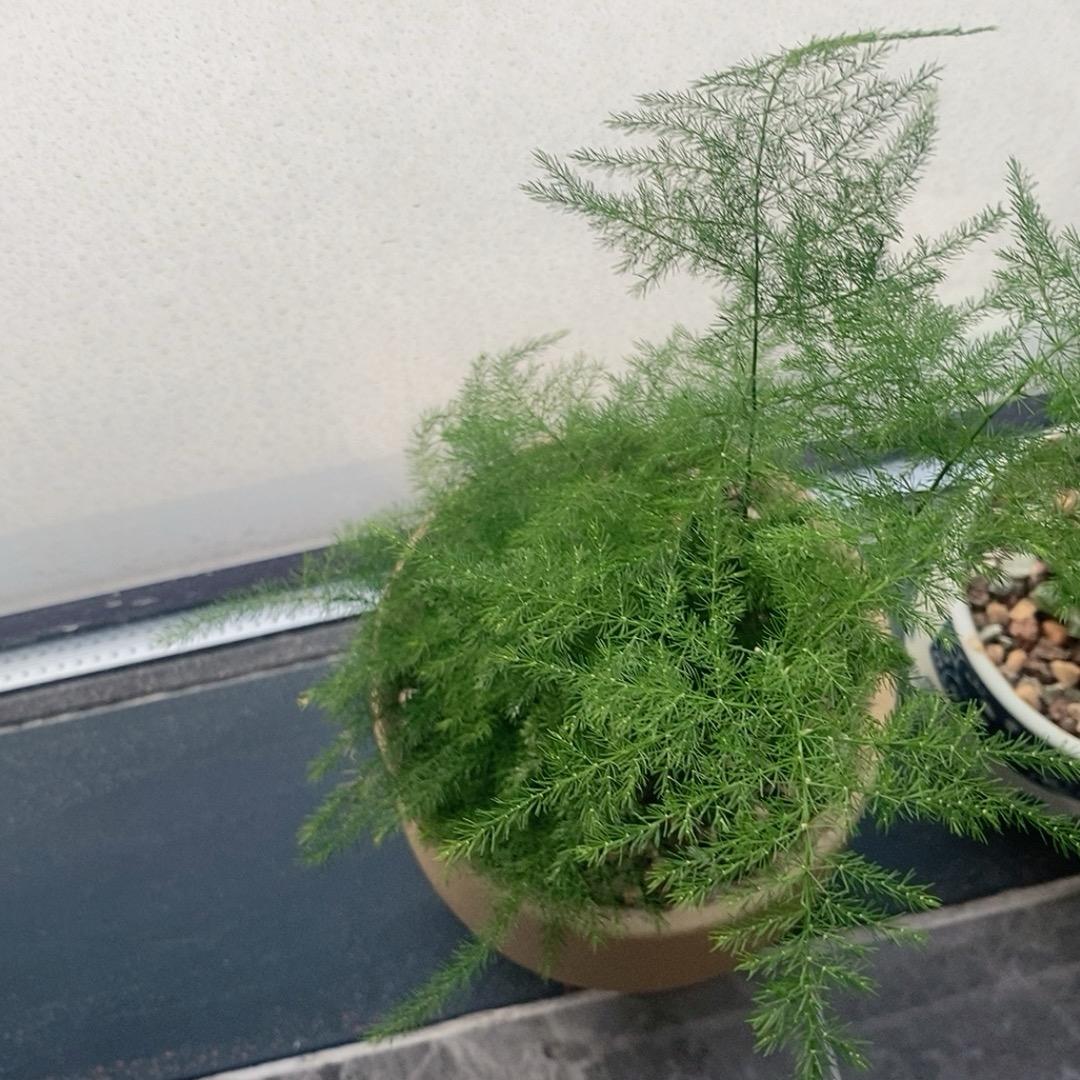 优选Z09