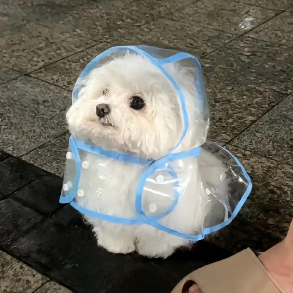 王大c