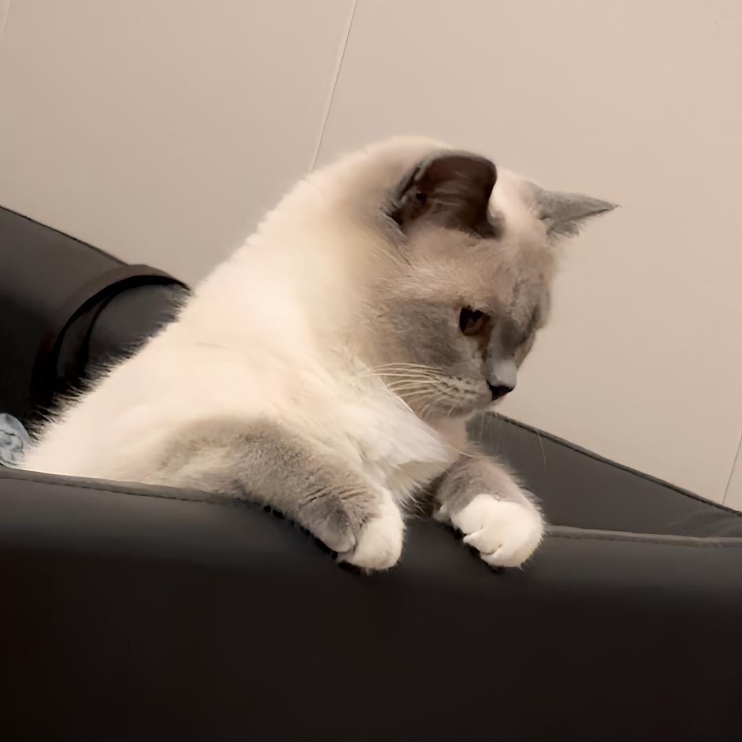 毛仆
