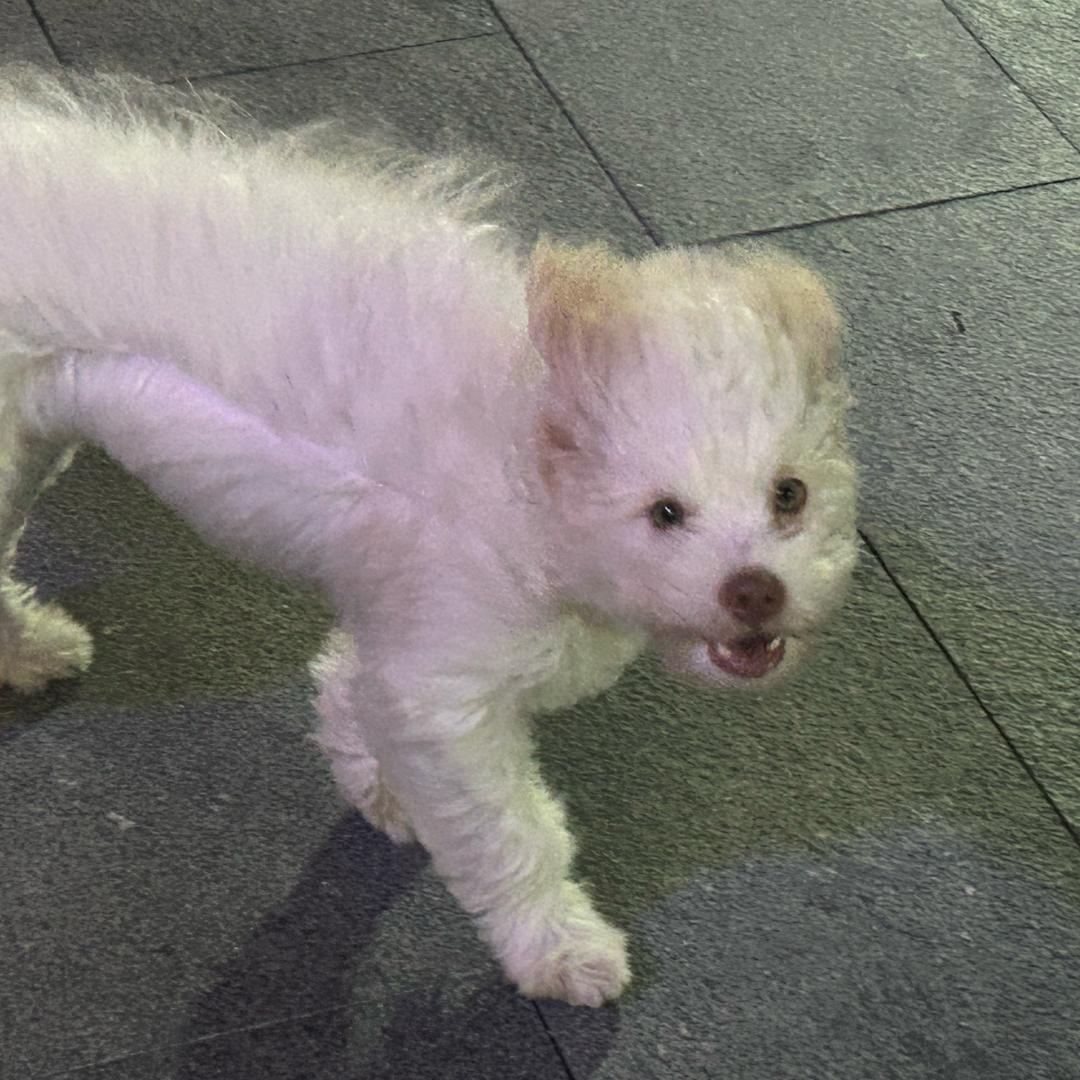 姚可小杰
