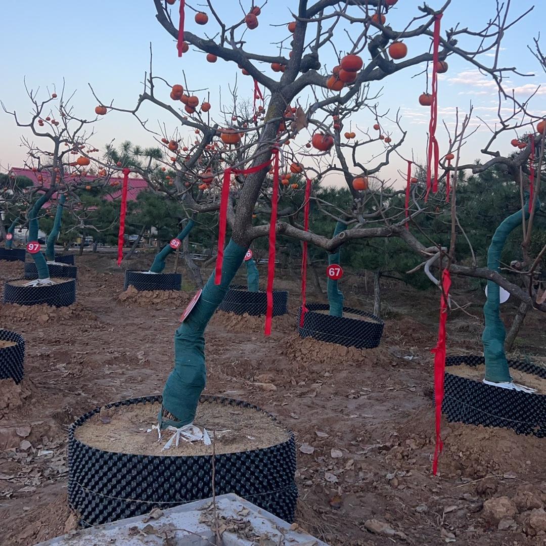 七跃园艺（龙爪柿子）