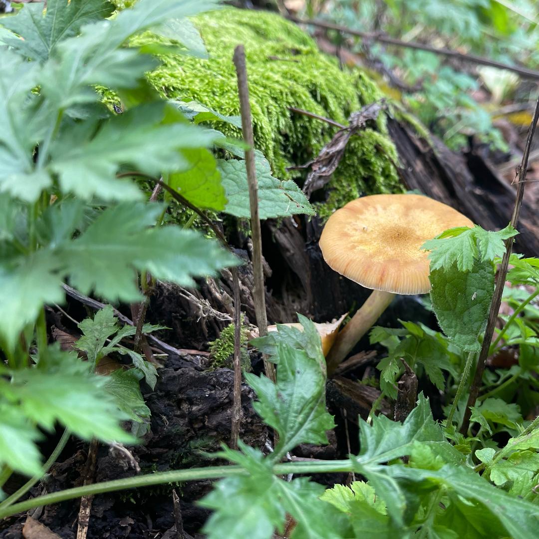 张张东北土特产