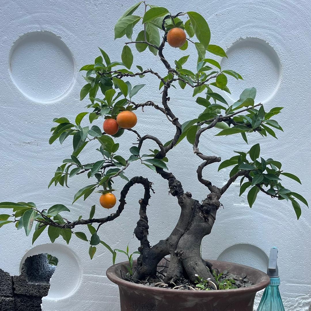 上轩花卉园艺厂