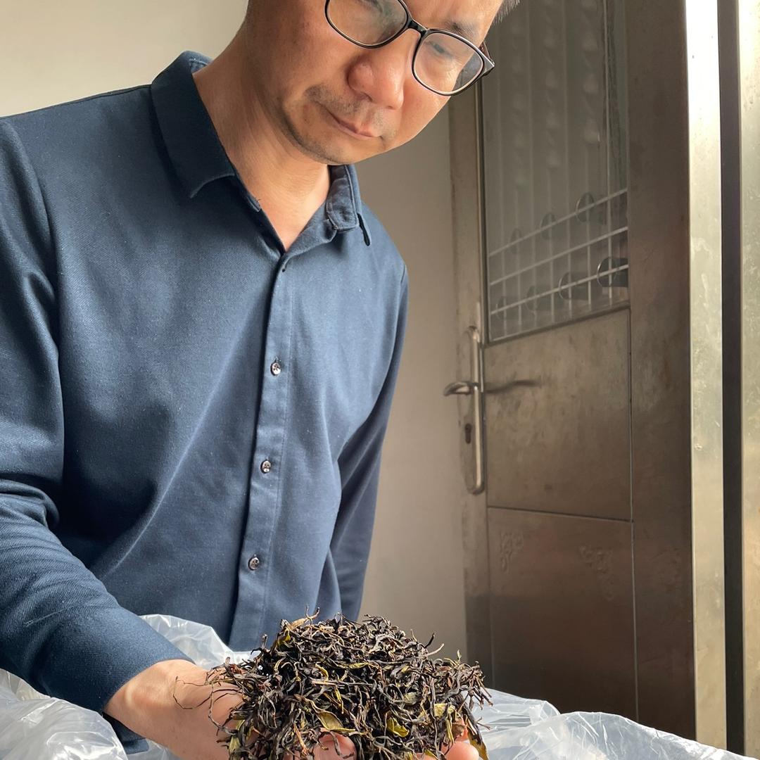波哥单丛茶