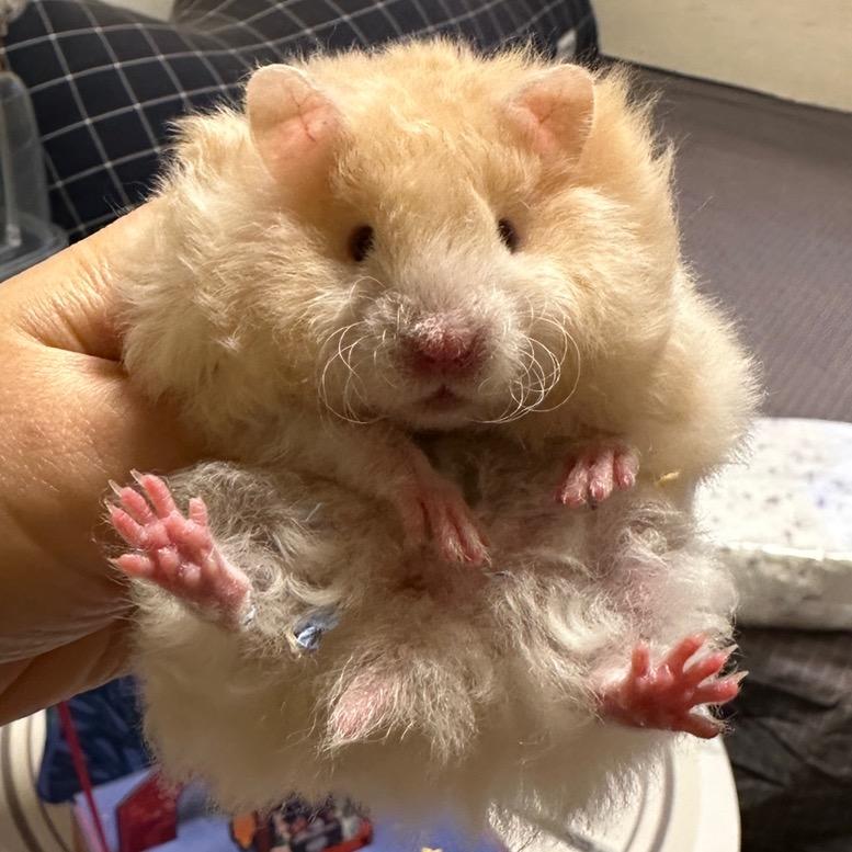 鼠来鼠去（出熊）🐻