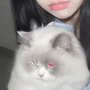 小   羊