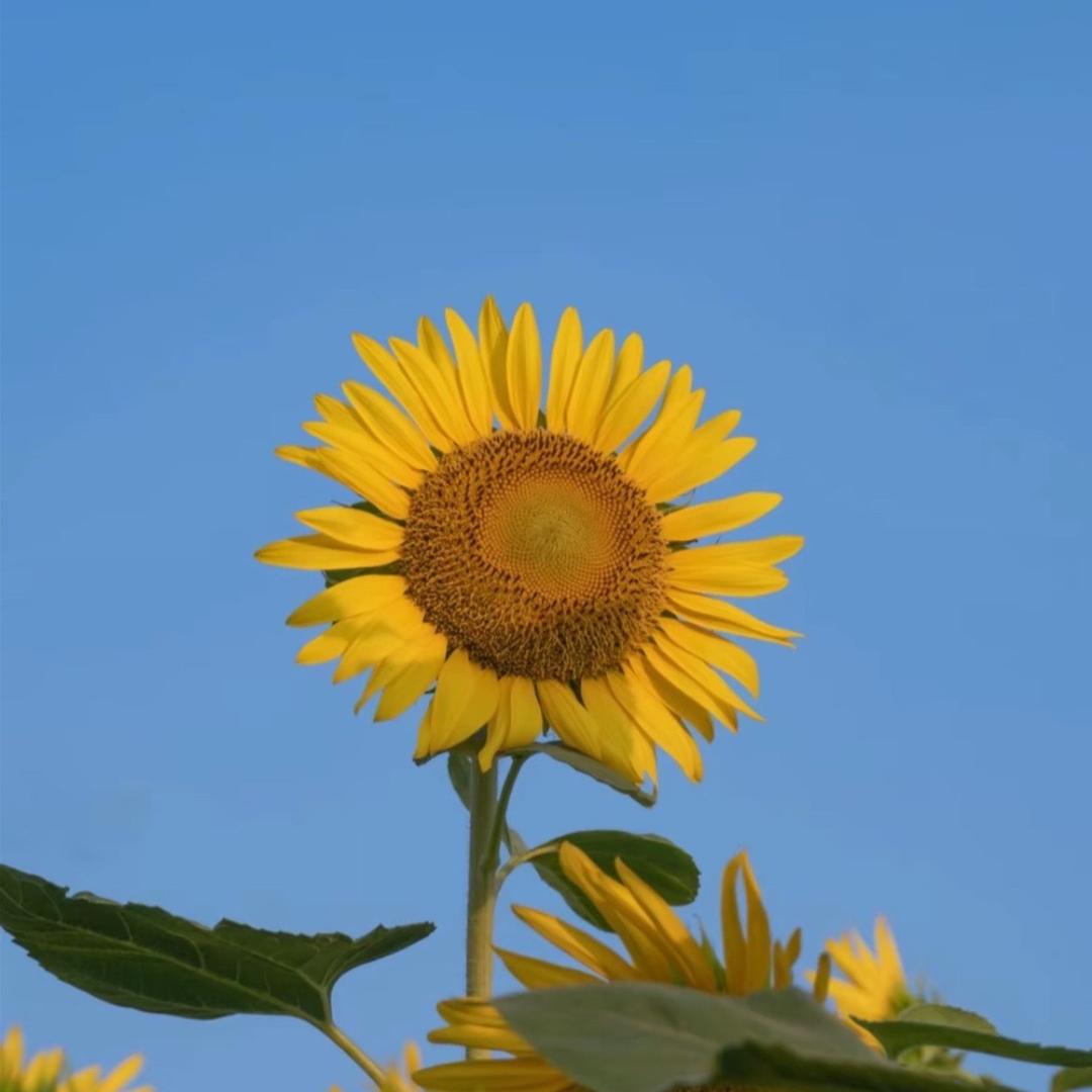是小陈吖