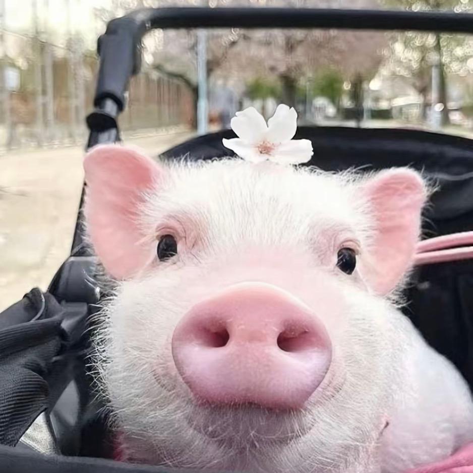 猪A.🐷