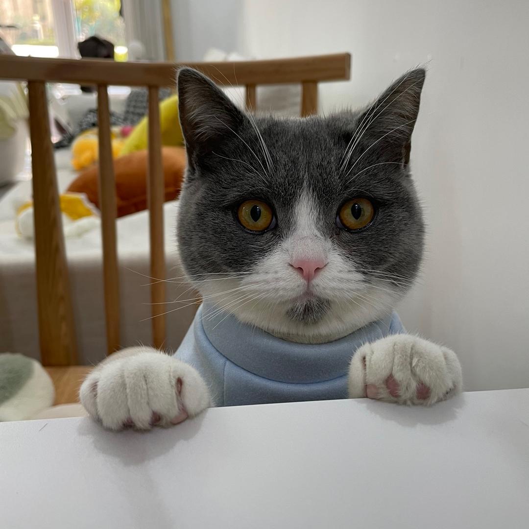 小吴🐱