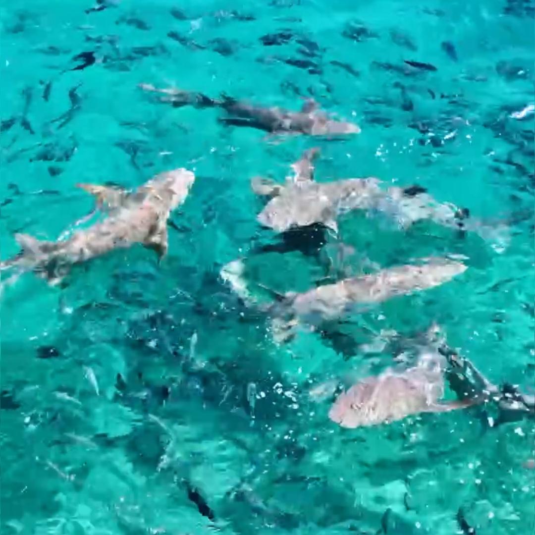 老曹的马代探险日记