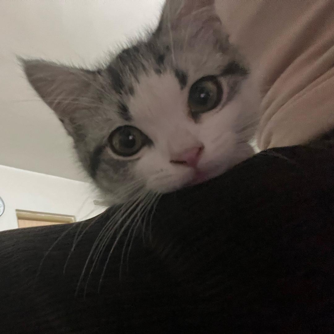 糯幺宠物对对碰