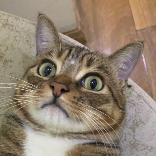 狂爱香菜