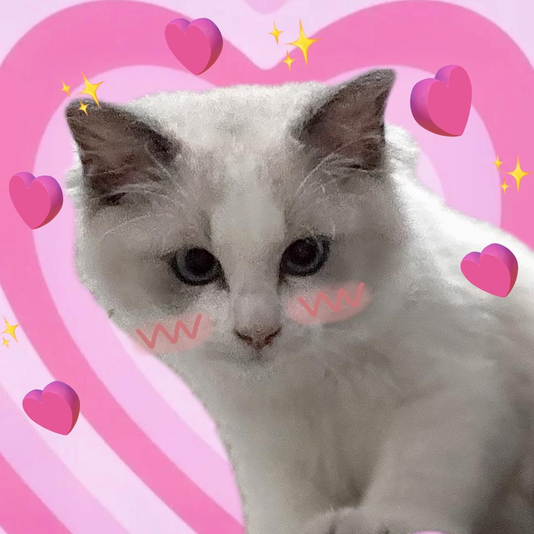葵葵子