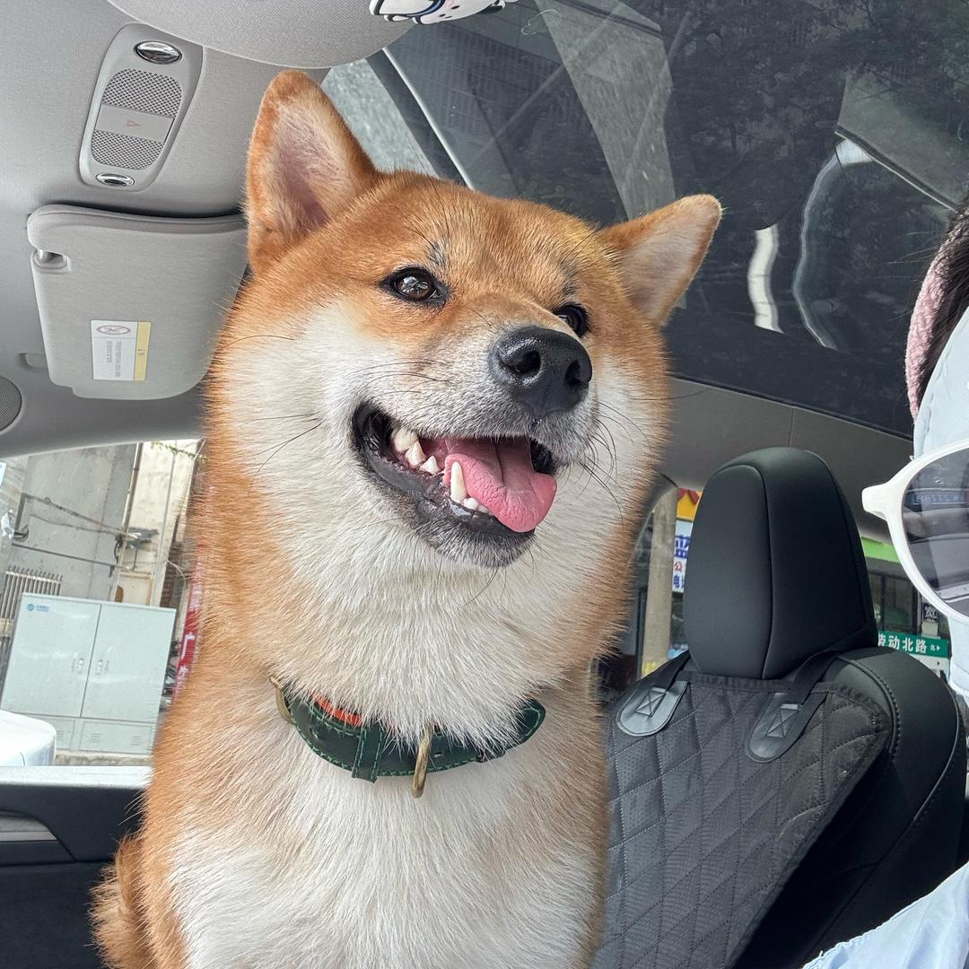煎饼狗子🫨