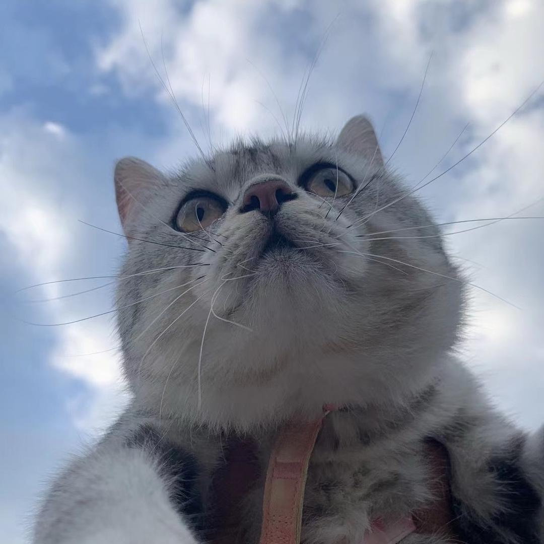 袁导也是袁元📹