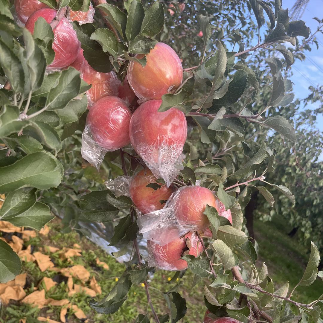 叶子苹果优品店