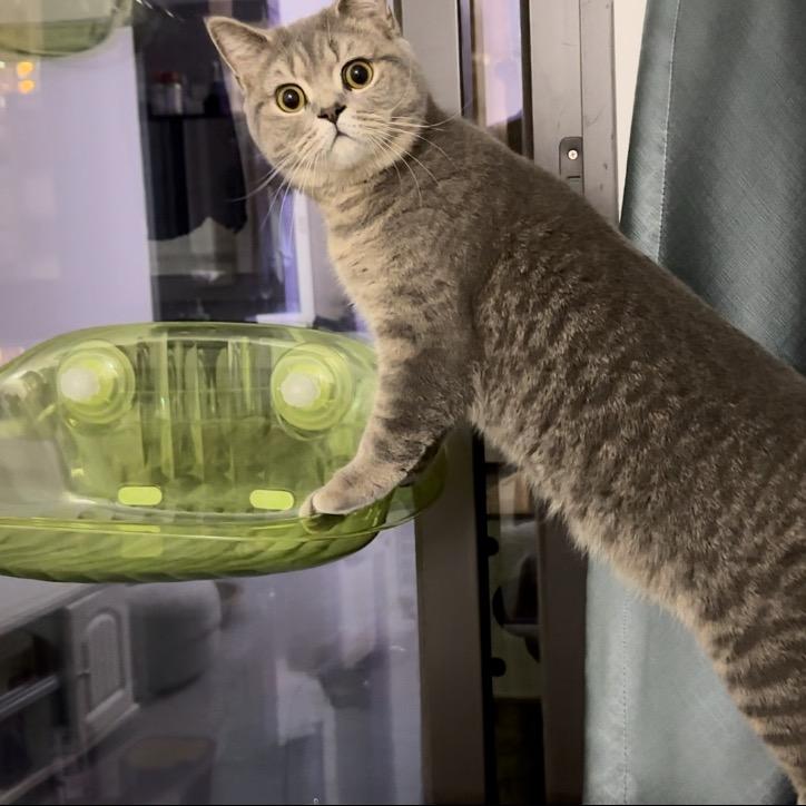 蓝猫师傅在烧烤