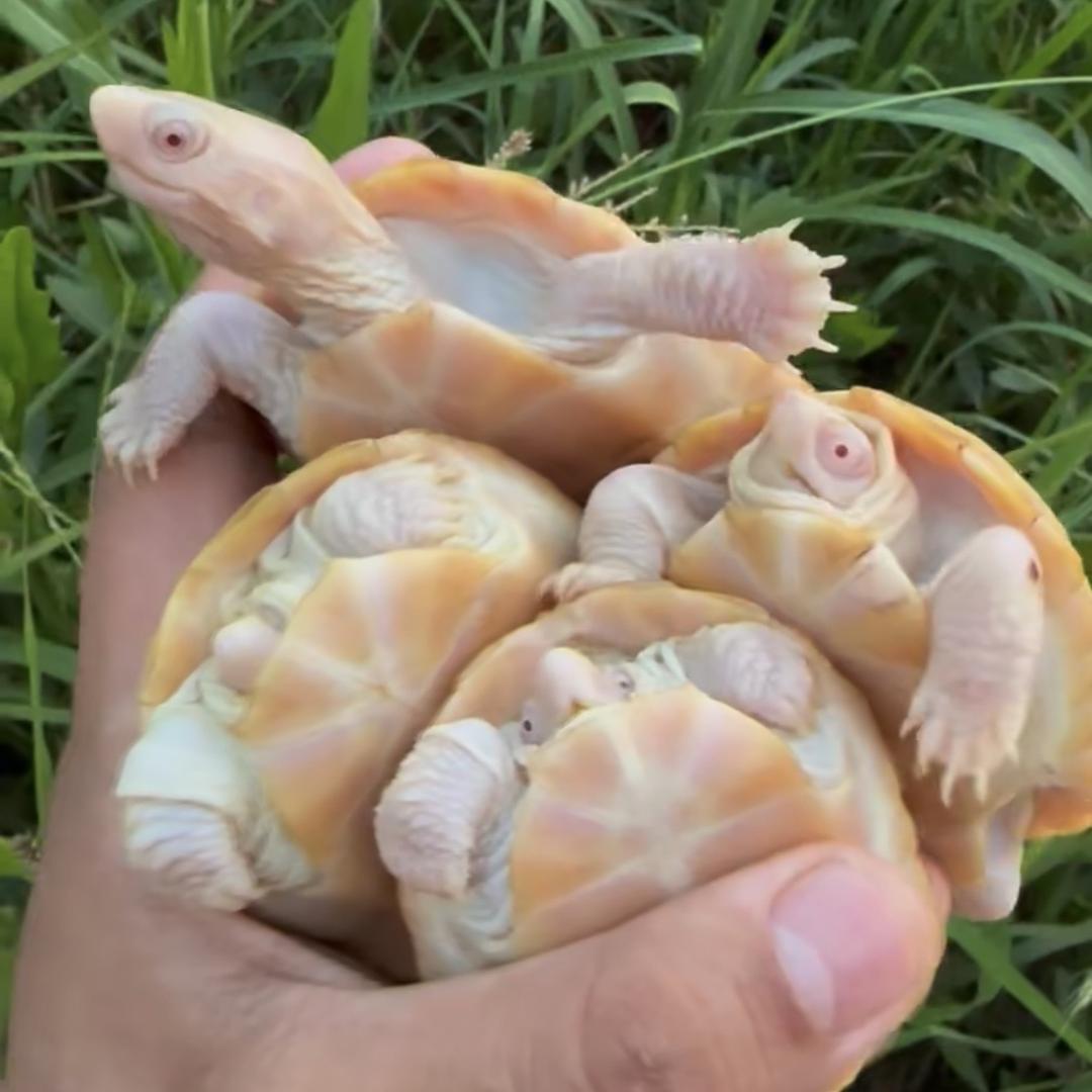 龟友同行（精品|变异）