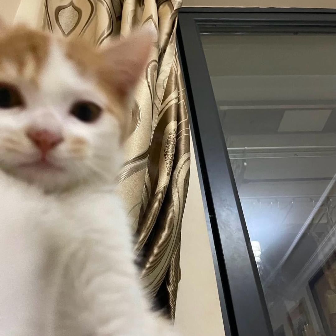 一滴小猫