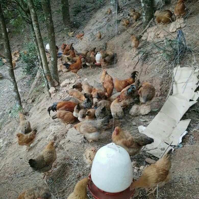 嵇幸福