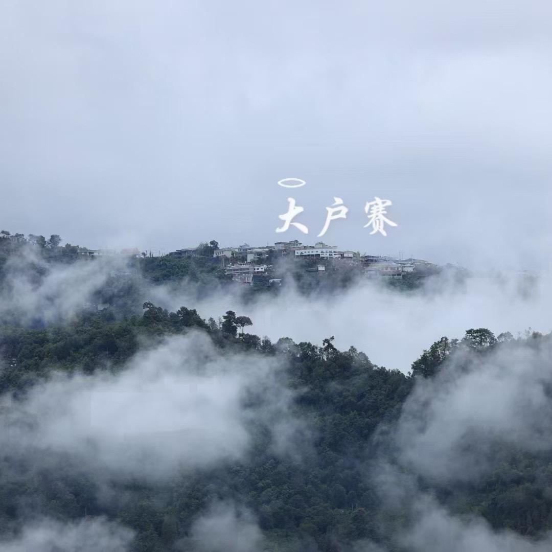 勐遇古茶（大户赛2组94号）