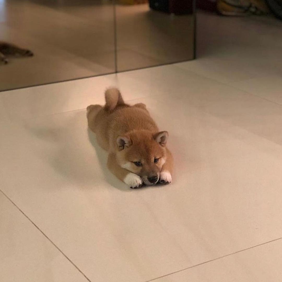 望仔不营业OvO