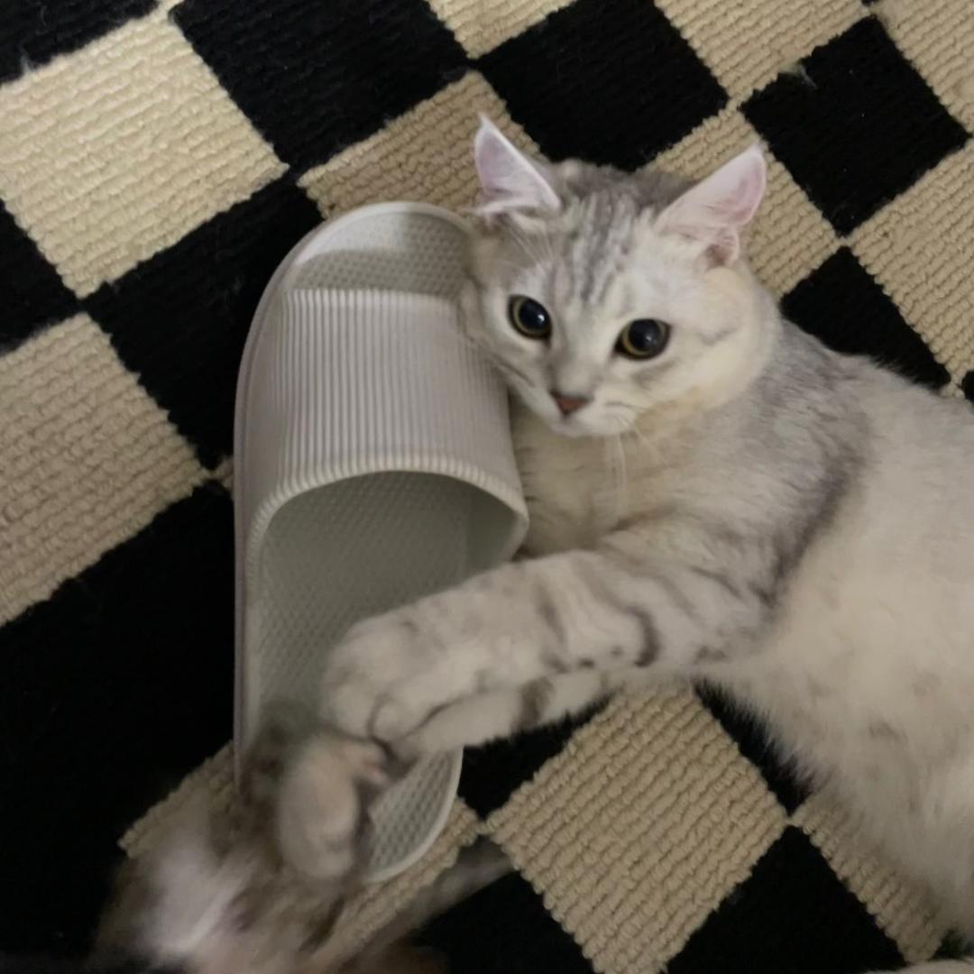 不吃香菜要命🌿