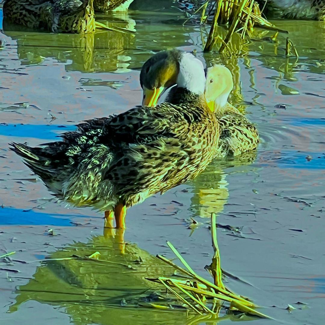 上好鸭一农村优选