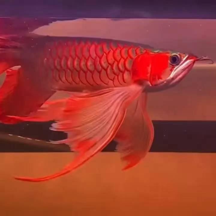 🐟豆豆民宿🌞房屋装修租售