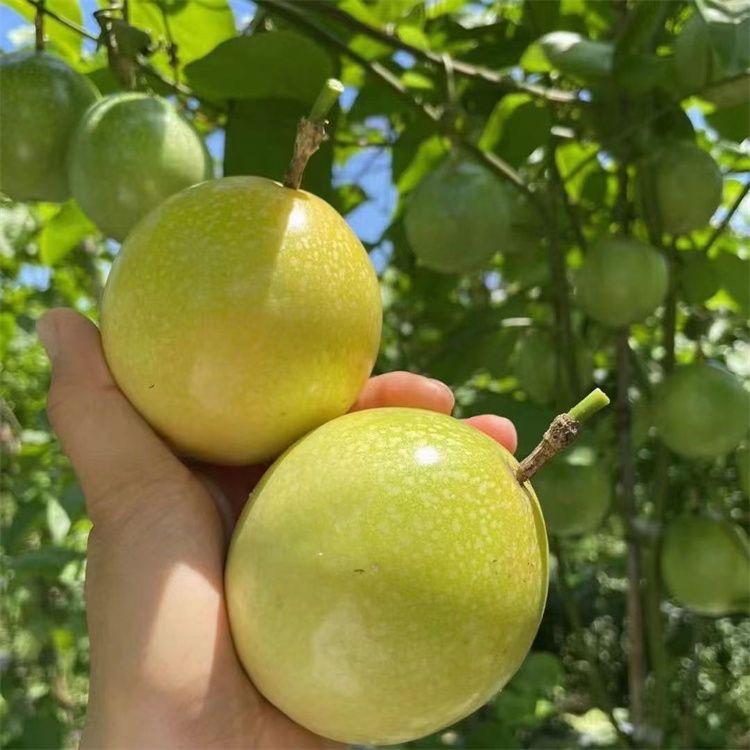 钦枫林果树苗木专营店